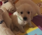 Small breeder photo