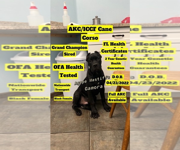 Medium Photo #46  Breeder Profile in MORRISTON, FL, USA