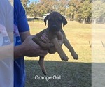 Small Photo #44  Breeder Profile in ALBA, TX, USA