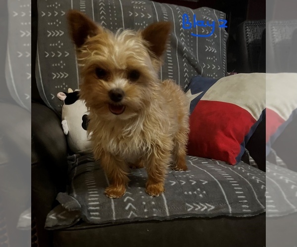 Medium Photo #1  Breeder Profile in SUDAN, TX, USA