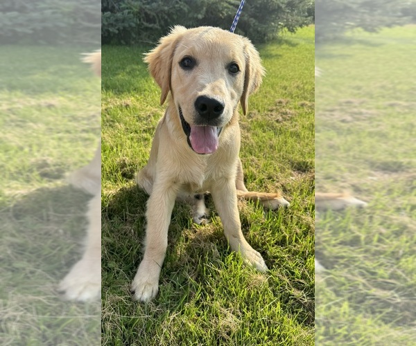 Medium Photo #4  Breeder Profile in MERRILL, MI, USA
