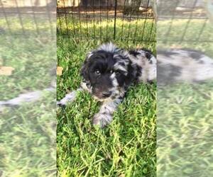 Main photo of Labradoodle Dog Breeder near RIPON, CA, USA