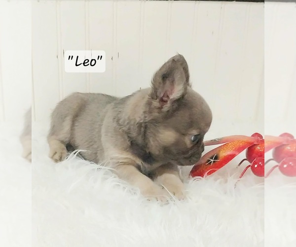 Medium Photo #4  Breeder Profile in COLONIAL BCH, VA, USA