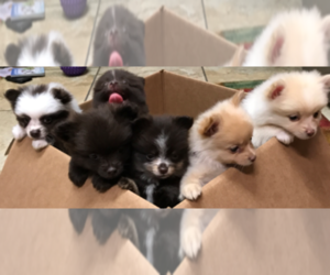 Pomeranian Dog Breeder near SALINE, MI, USA