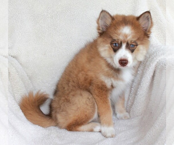 Medium Photo #8  Breeder Profile in ROYSE CITY, TX, USA