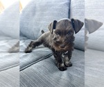 Small #4 Breeder Profile image