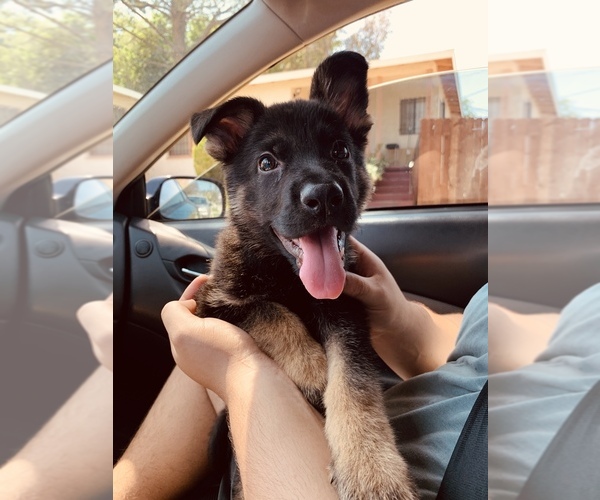 Medium Photo #1  Breeder Profile in LOS ANGELES, CA, USA