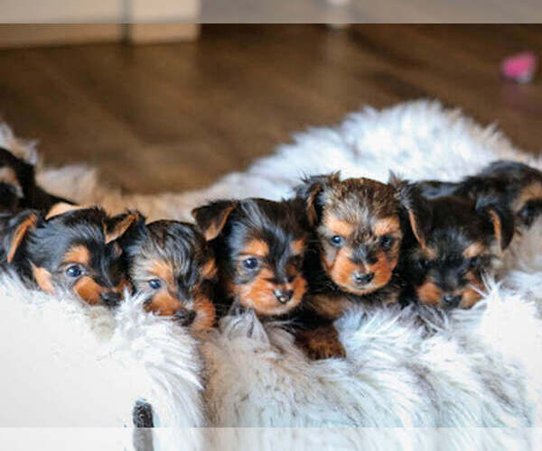 Medium Photo #8  Breeder Profile in SAN TAN VALLEY, AZ, USA
