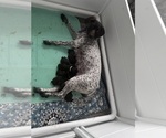 Small #19 Breeder Profile image