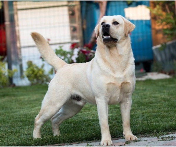 Medium Photo #1  Breeder Profile in MCDONOUGH, GA, USA