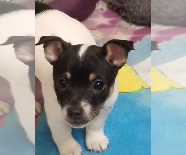 Medium Photo #11  Breeder Profile in WHITAKERS, NC, USA