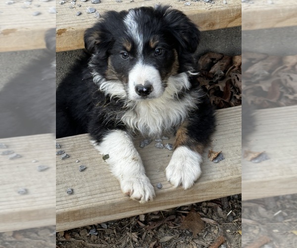 Medium Photo #7  Breeder Profile in SWANNANOA, NC, USA