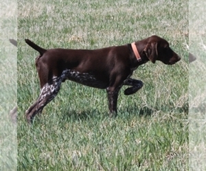 German Shorthaired Pointer Dog Breeder near CARMEL, IA, USA