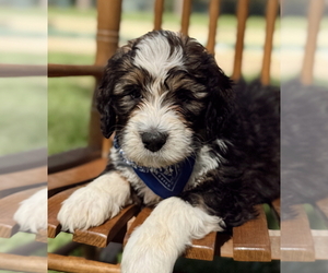Pyredoodle Dog Breeder near MAGNOLIA, TX, USA