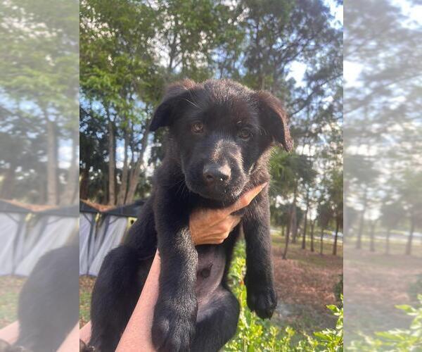 Medium Photo #1  Breeder Profile in WELLINGTON, FL, USA