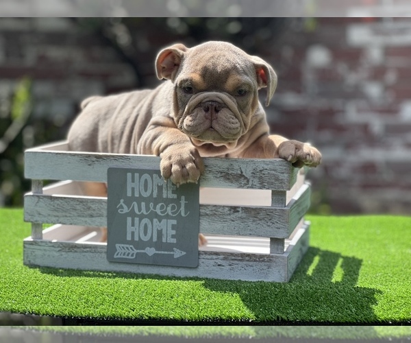 Medium Photo #1  Breeder Profile in STOCKTON, CA, USA