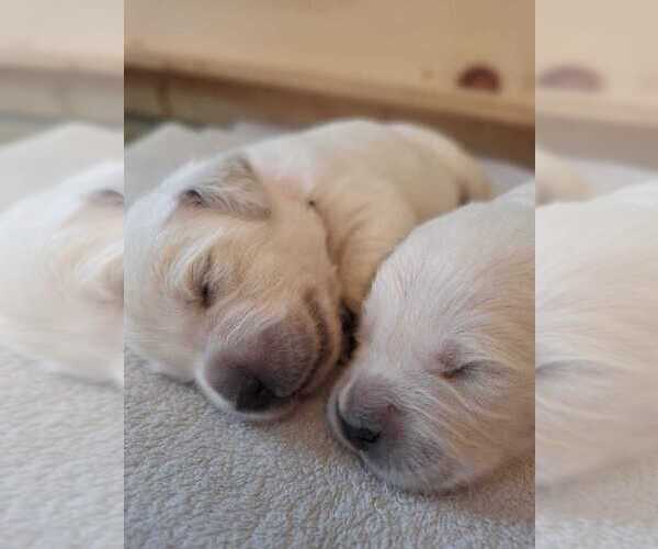 Medium Photo #7  Breeder Profile in BEDFORD, PA, USA