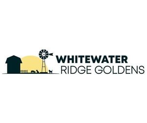 Golden Retriever Dog Breeder near WICHITA, KS, USA