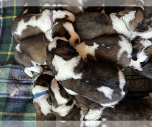 Saint Bernard Dog Breeder near FAIRMONT, WV, USA