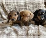 Small breeder photo