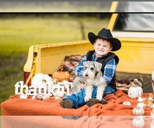 Main photo of Schnauzer (Miniature) Dog Breeder near COMANCHE, TX, USA