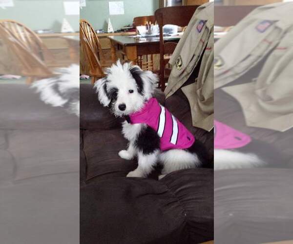 Medium Photo #7  Breeder Profile in DAYTON, PA, USA