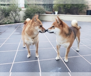 Shiba Inu Dog Breeder near ORANGE, CA, USA