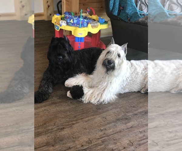 Medium Photo #16  Breeder Profile in HASTINGS, MI, USA