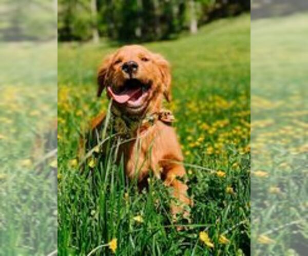 Medium Photo #11  Breeder Profile in MOREHEAD, KY, USA