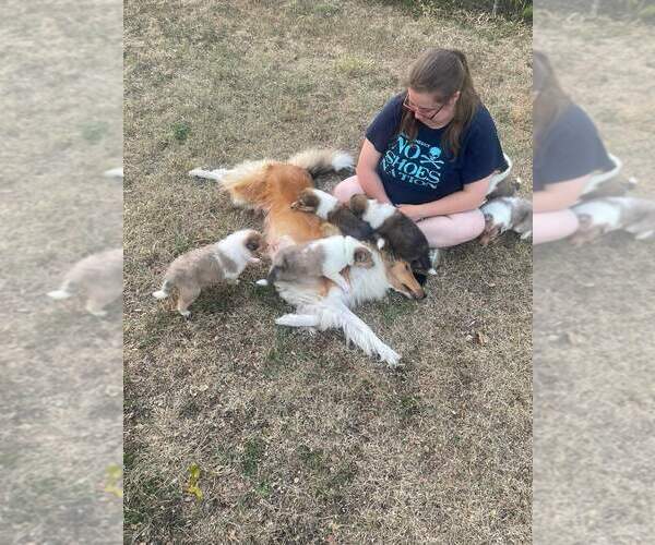 Medium Photo #1  Breeder Profile in HARKER HEIGHTS, TX, USA