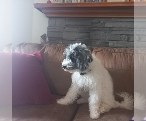 Poodle (Miniature) Dog Breeder near STATESVILLE, NC, USA