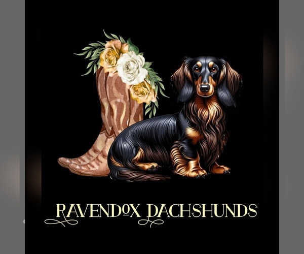 Medium Photo #1  Breeder Profile in FLORESVILLE, TX, USA