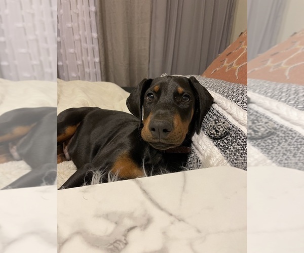 Medium Photo #4  Breeder Profile in NICHOLASVILLE, KY, USA