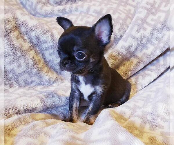 Medium Photo #7  Breeder Profile in POTEAU, OK, USA