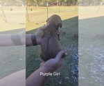 Small Photo #33  Breeder Profile in ALBA, TX, USA