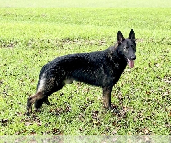 Medium Photo #8  Breeder Profile in BROOKSVILLE, FL, USA