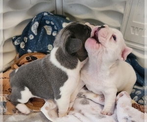 French Bulldog Dog Breeder near FT MYERS, FL, USA