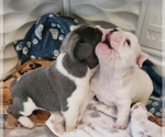 Small breeder photo