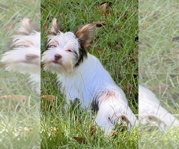 Medium Photo #7  Breeder Profile in BROOKHAVEN, MS, USA