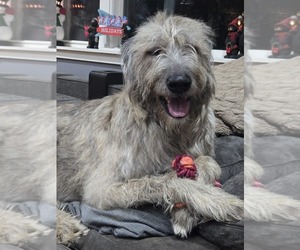 Irish Wolfhound Dog Breeder in RIVES JUNCTION,  USA