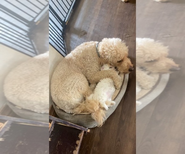 Medium Photo #22  Breeder Profile in PICKFORD, MI, USA