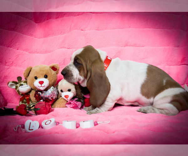 Medium Photo #1  Breeder Profile in BINGER, OK, USA