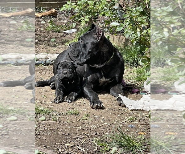 Medium Photo #1  Breeder Profile in KEIZER, OR, USA