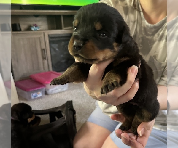 Medium Photo #5  Breeder Profile in WINDSOR, ME, USA