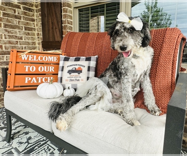 Medium Photo #1  Breeder Profile in ROCKWALL, TX, USA