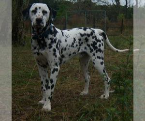 Dalmatian Dog Breeder near MERRITT IS, FL, USA