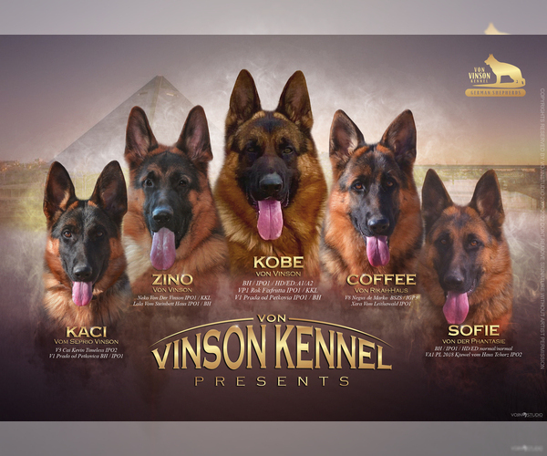 Medium Photo #1  Breeder Profile in OLIVE BRANCH, MS, USA