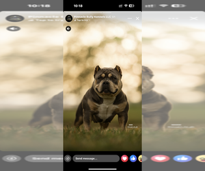 American Bully Dog Breeder near RALEIGH, NC, USA
