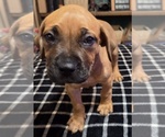 Small #2 Breeder Profile image
