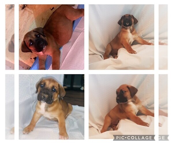 Medium Photo #1  Breeder Profile in MBORO, TN, USA